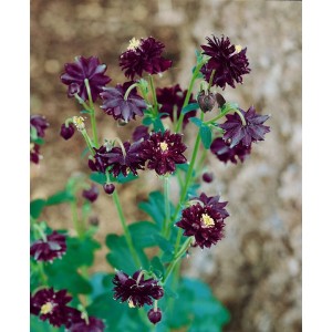 Schwarzviolette Akelei (Aquilegia Atrata) im 9x9 cm Topf mit dunklen Blüten.