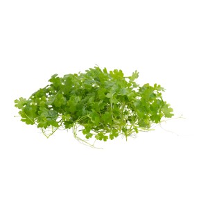 Stoffels Aquariumpflanze Hydrocotyle tripartita mit kleinen, grünen Blättern.