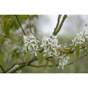 Blühende Kupfer-Felsenbirne (Amelanchier Laevis) mit weißen Blüten, Nahaufnahme.
