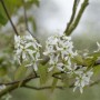 Blühende Kupfer-Felsenbirne (Amelanchier Laevis) mit weißen Blüten, Nahaufnahme.