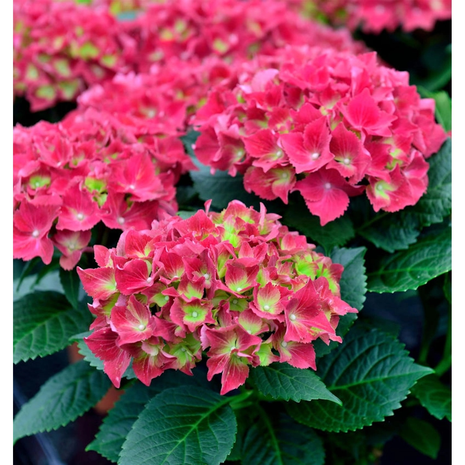 Bauernhortensie Kardinal 30-40cm - Hydrangea macrophylla günstig online kaufen