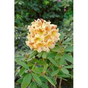 Blühender Rhododendron Hybr. Bernstein mit gelb-orangen Blüten und grünen Blättern.