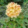 Blühender Rhododendron Hybr. Bernstein mit gelb-orangen Blüten und grünen Blättern.