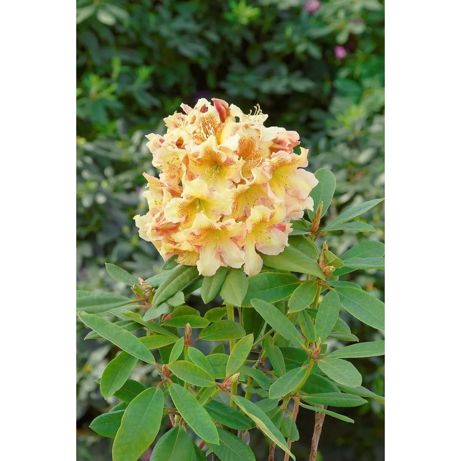 Blühender Rhododendron Hybr. Bernstein mit gelb-orangen Blüten und grünen Blättern.