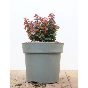 Kompakte Heckenberberitze Berberis Thunbergii Bagatelle im Topf, rote Blätter.