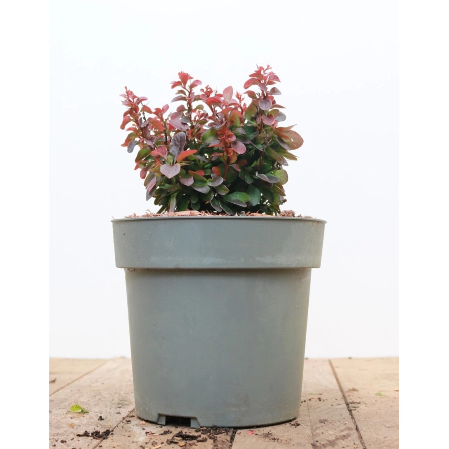 Berberis Thunbergii Bagatelle Heckenberberitze Kompakt 15–20 cm günstig online kaufen