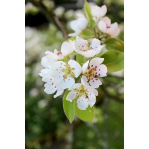 Nahaufnahme der weißen Blüten des Baumfink Wildbirne Baums.
