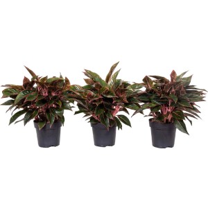 Drei GROW by OBI Kolbenfaden Jungle Red Pflanzen im Topf, Blattschmuckpflanze mit roten Akzenten.