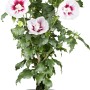 OBI Roseneibisch Rosa im Topf: Hibiskus mit weißen Blüten und rosa Mitte, ca. 30-40 cm hoch.
