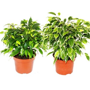 Exotenherz Kinkyduo: Set aus zwei buschigen Birkenfeigen (Ficus Benjamini Kinky) im 12cm Topf.