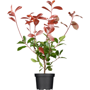 Photinia Fraseri Red Robin, Glanzmispel mit roten und grünen Blättern im Topf, 60–80 cm.