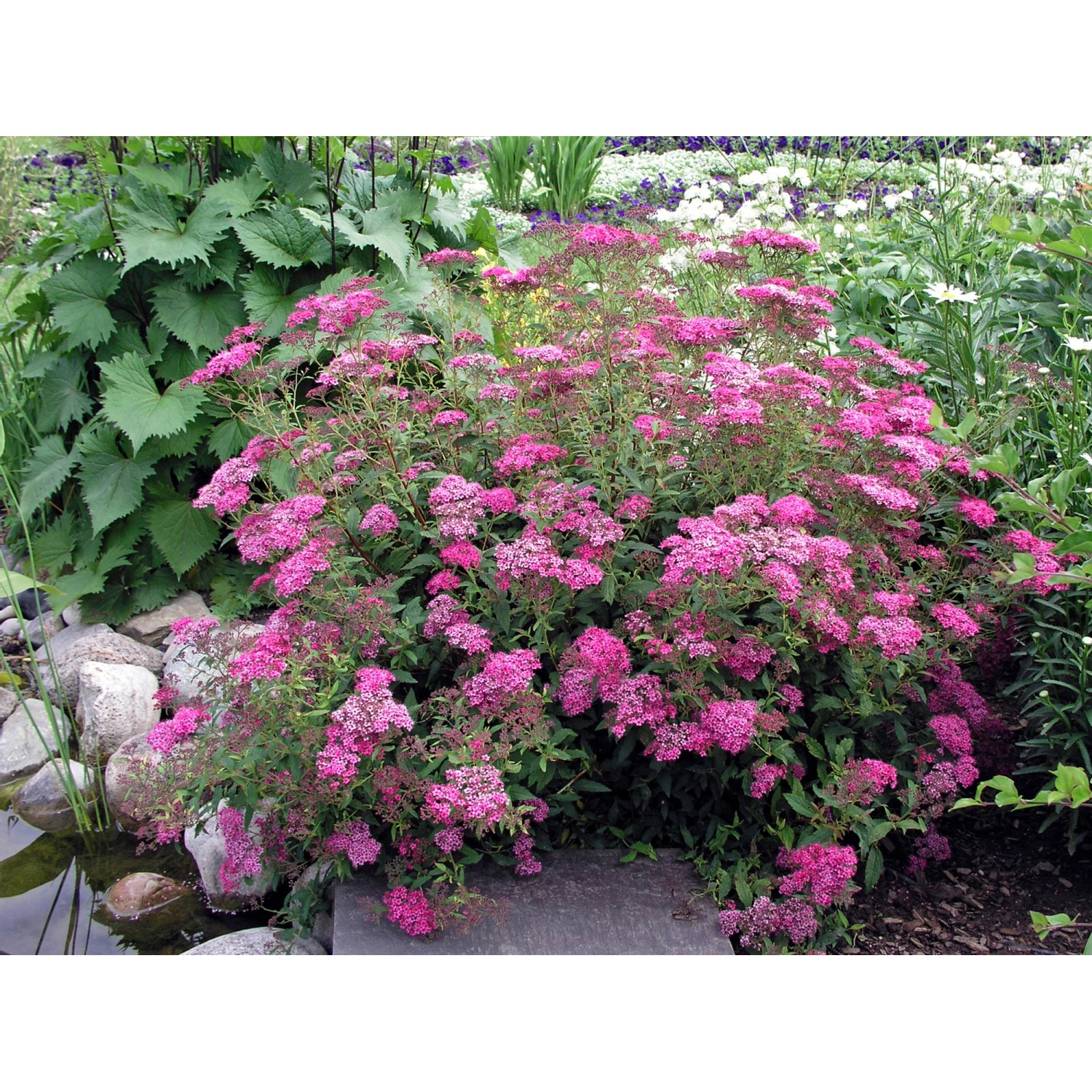 OBI Sommer-Spiere Anthony Waterer Rot Höhe 20 - 30 cm Topf ca. 3 l Spiraea