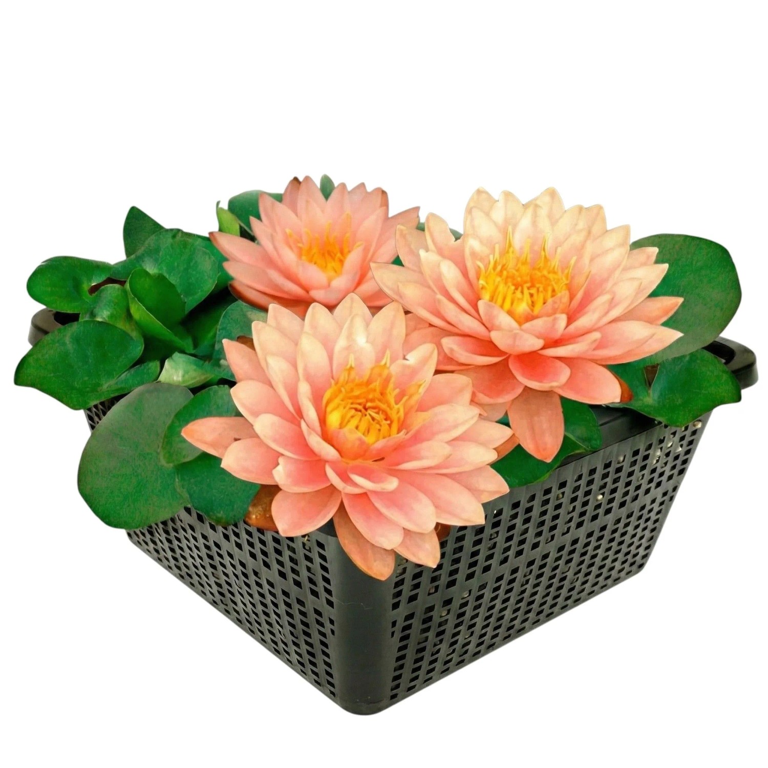 Vdvelde Nymphaea Iryna Seerose Teich   Blühend   Winterhart   Inkl Korb
