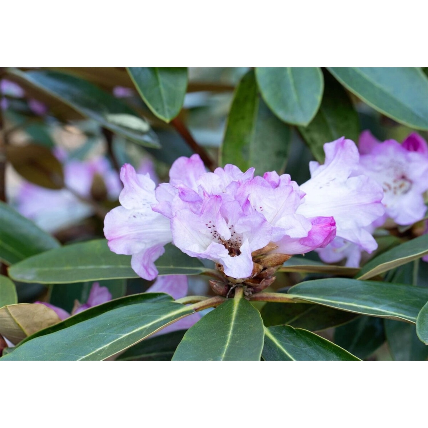 Rhododendron Campanulatum Rosa Blüten 80–90 cm günstig online kaufen