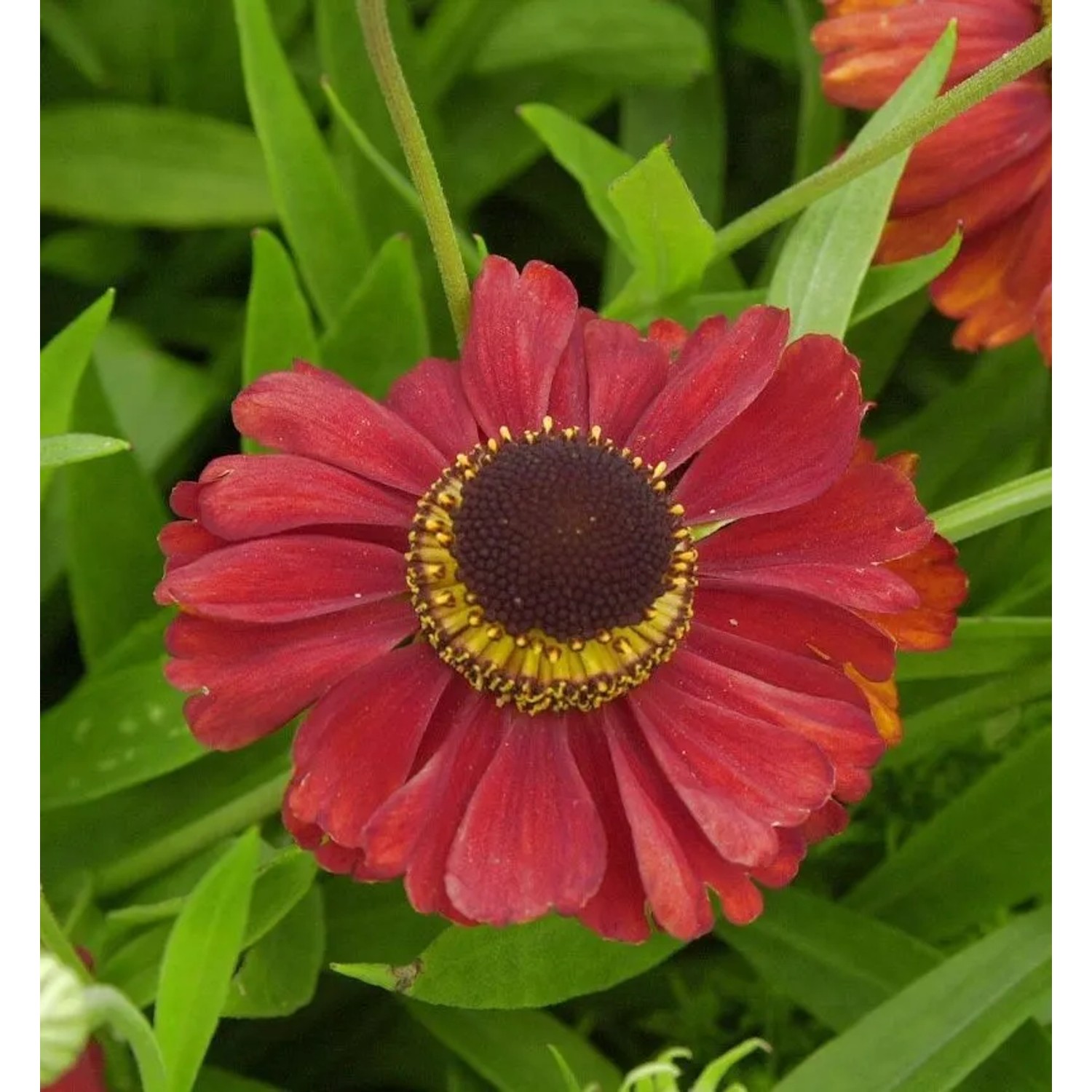 Sonnenbraut Kupferzwerg - Helenium