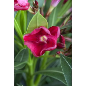 Oleander Multicolor Höhe ca. 50 cm Topf-Ø ca. 15 cm Nerium oleander