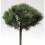 Hochstamm Silberkiefer (Pinus sylvestris) mit buschiger, runder Krone und silbrig-blauen Nadeln.