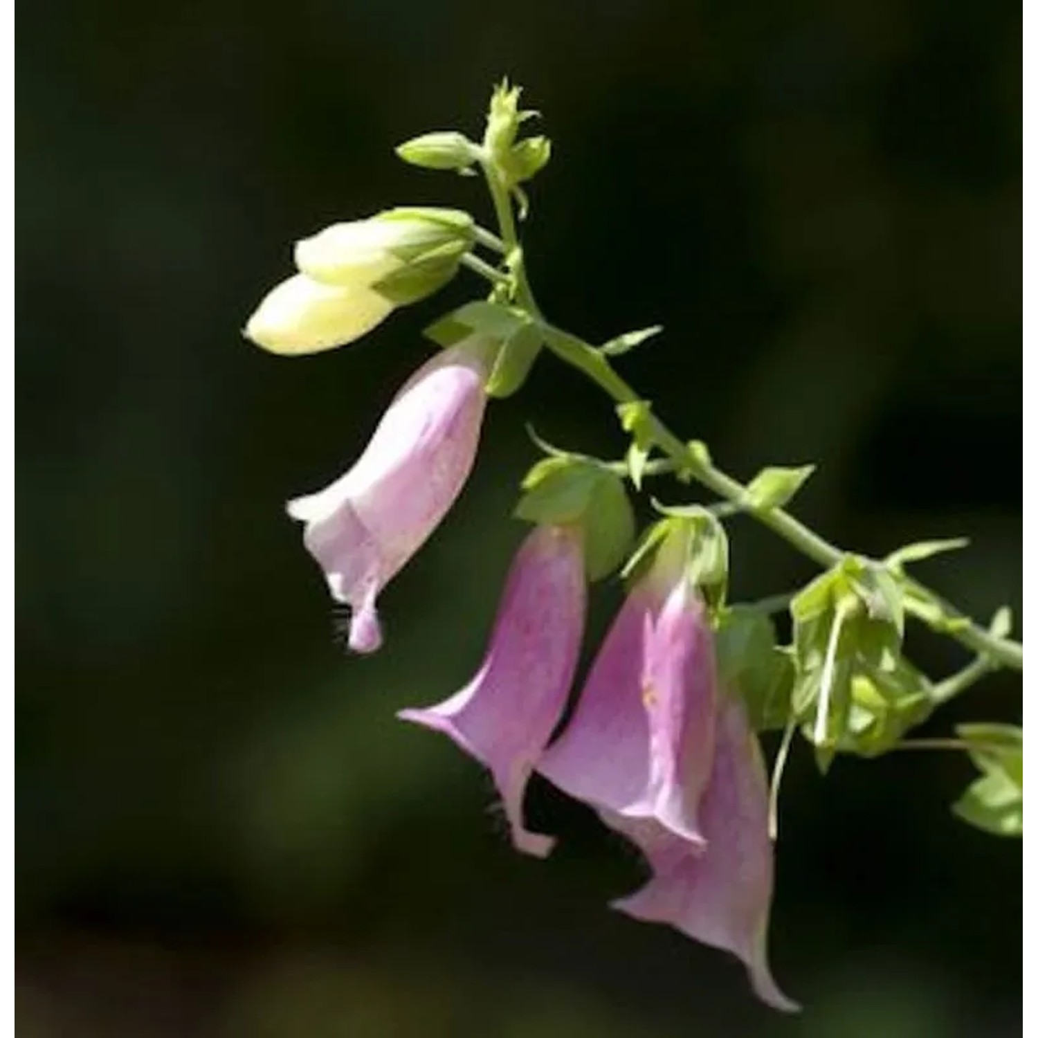 Fingerhut Apricot - Digitalis purpurea