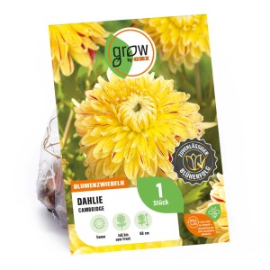 GROW by OBI Dahlie Cambridge, gelb-rote Zierdahlie als Blumenzwiebel für Beet und Kübel.