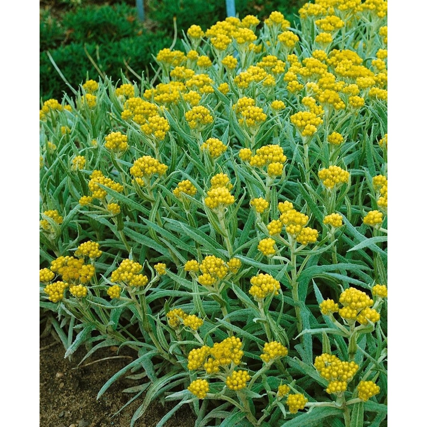 Helichrysum Thianshanicum Schwefellicht Strohblume Ca. 9x9 cm Topf günstig online kaufen