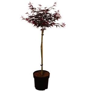 Fächerahorn Shaina im Topf, ca. 60cm hoch, mit tiefrotem Laub.