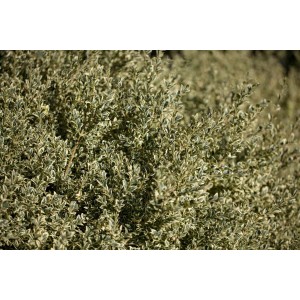 Buchsbaum 'Elegantissima', 30-40 cm, mit grün-weiß panaschierten Blättern. Ideal als Heckenpflanze.
