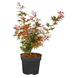 Fächerahorn 'Jerre Schwartz' im Topf, ca. 40-60 cm hoch, mit grün-rotem Laub.