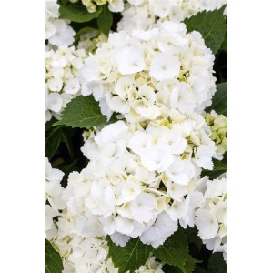 Nahaufnahme der weißen Blütenbälle einer Hydrangea Macrophylla Bauernhortensie.