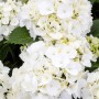 Nahaufnahme der weißen Blütenbälle einer Hydrangea Macrophylla Bauernhortensie.
