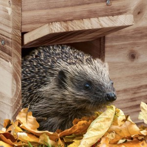 Igel im Relaxdays Igelhaus Bausatz aus Tannenholz, geschütztes Winterquartier.