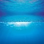 Juwel Aquarium Rückwand Poster 2, Unterwasser-Motiv, 100x50cm