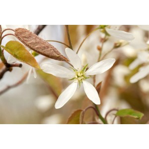 Nahaufnahme der weißen Blüte der Kupfer-Felsenbirne (Amelanchier Lamarckii).