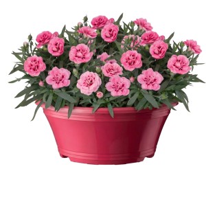Edel-Nelken Schalen Mix im Topf (ca. 17cm) mit rosa Blüten. Dekorative Bepflanzte Schale für Innen.
