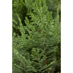 Detailaufnahme der Chamaecyparis lawsoniana 'Columnaris', einer grünen Heckenpflanze.
