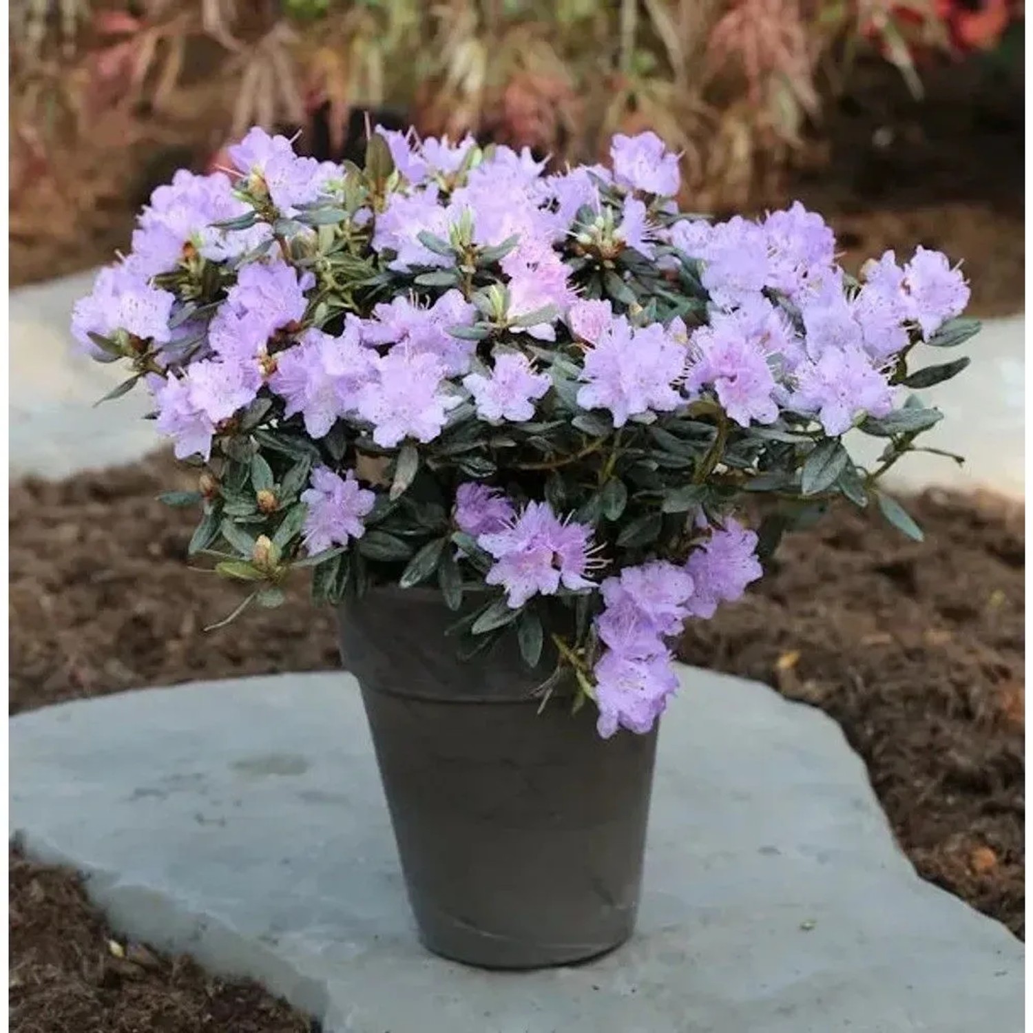 Zwerg Rhododendron Ramapo 15-20cm - Rhododendron impeditum - Zwerg Alpenrose