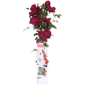 Waldrebe Nubia im Topf, ca. 65cm hoch, mit dunkelroten Blüten. Clematis.