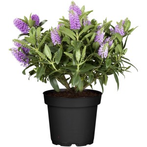 Strauchveronika All Blooms im Topf mit lila Blüten und grünen Blättern.