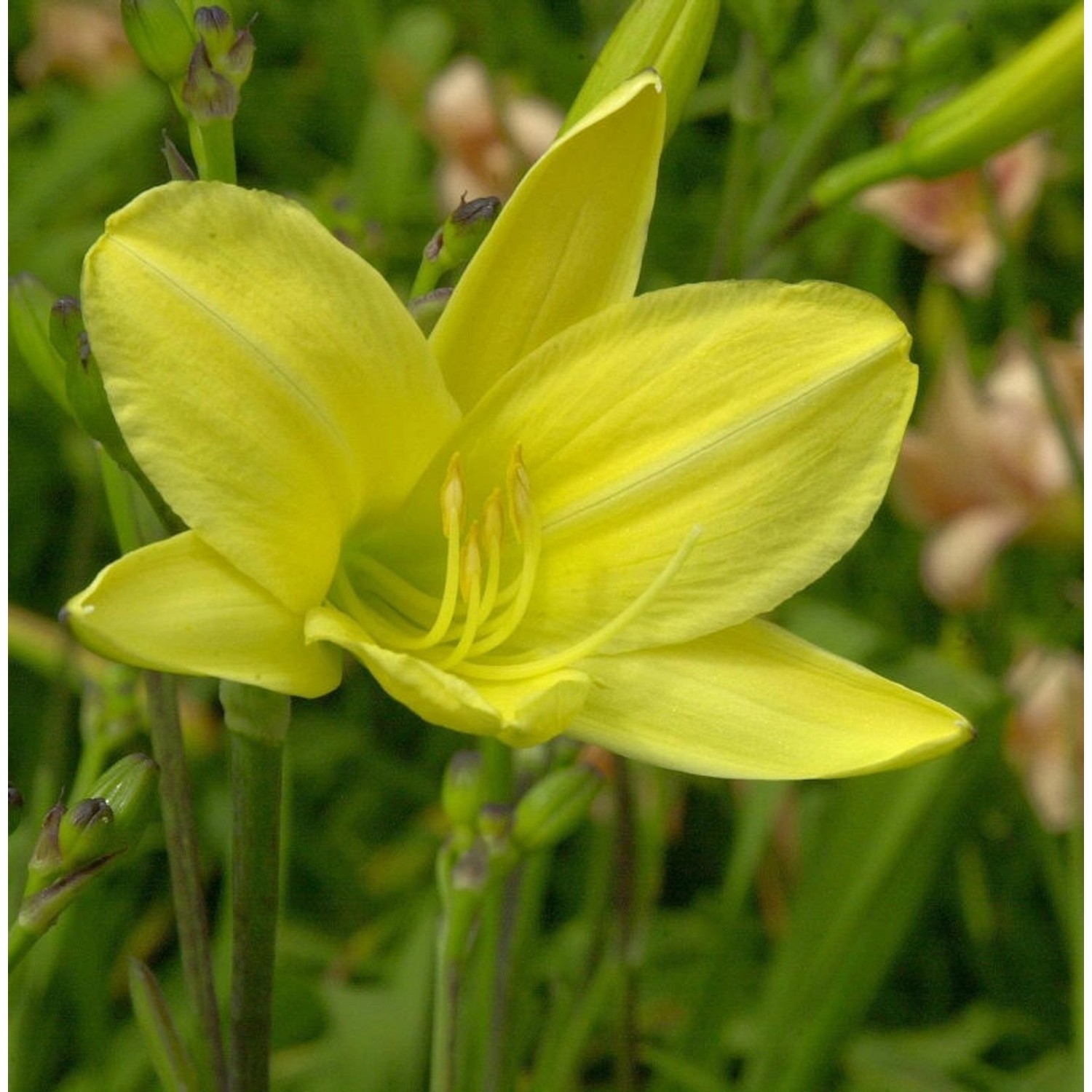 Taglilie Rundblick - Hemerocallis günstig online kaufen