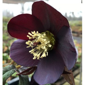 Nahaufnahme der dunkelroten Christrose 'Ballard' (Helleborus orientalis) mit gelben Staubgefäßen.