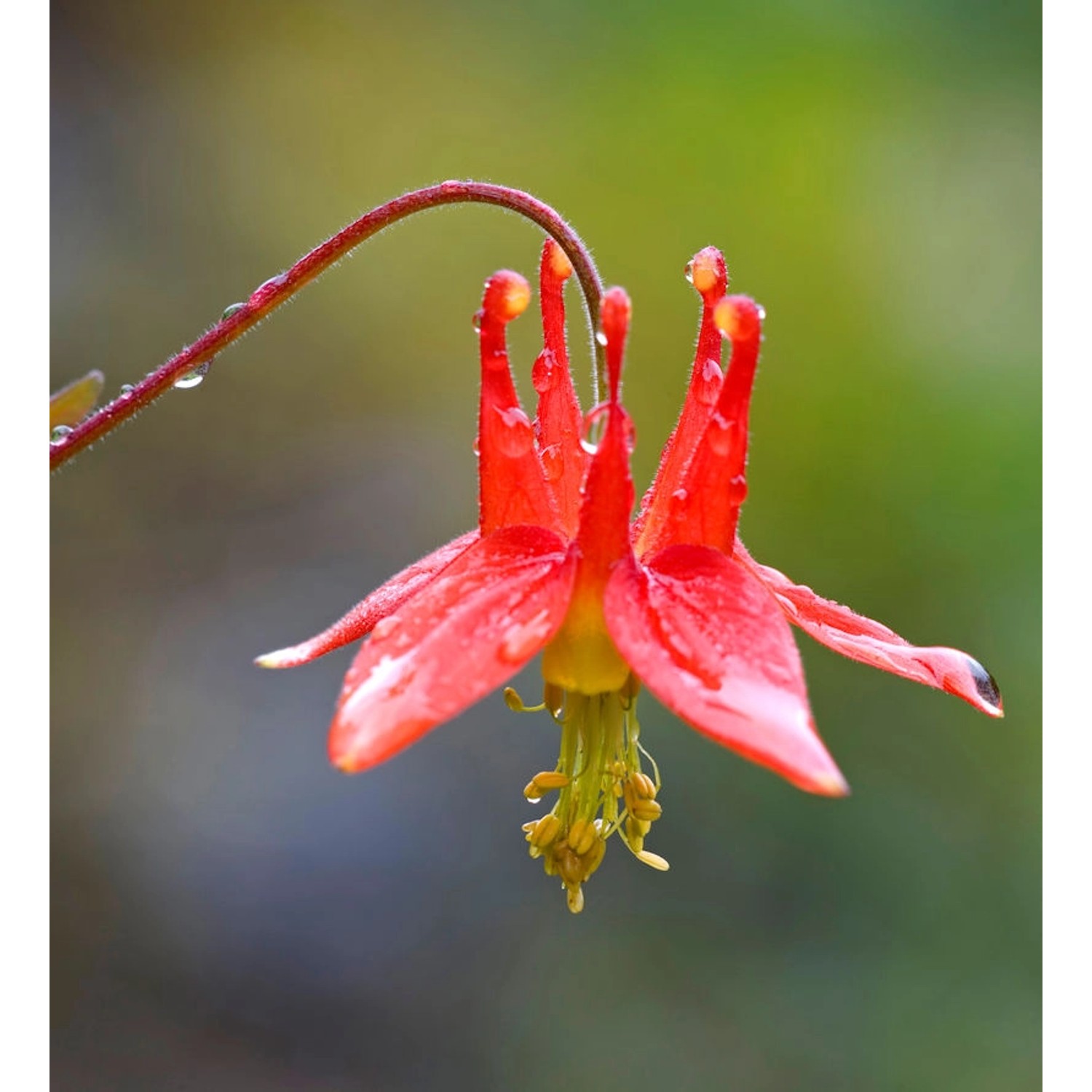 Kanadische Akelei Little Lanterns - Aquilegia canadensis günstig online kaufen