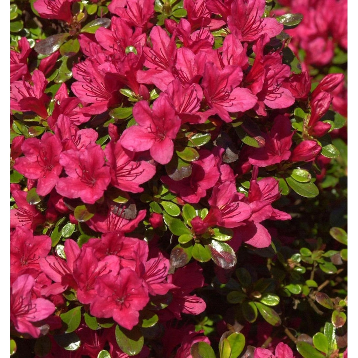 Japanische Azalee Hino Crimson 30-40cm - Rhododendron obtusum - Zwerg Alpen günstig online kaufen