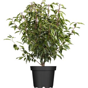 Kirschlorbeer Angustifolia im Topf, ca. 60-80 cm hoch, ideal für dichte Hecken.