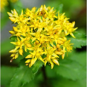 Gelbe Blüten der Großen Fetthenne Maximum (Sedum telephium) im Detail.