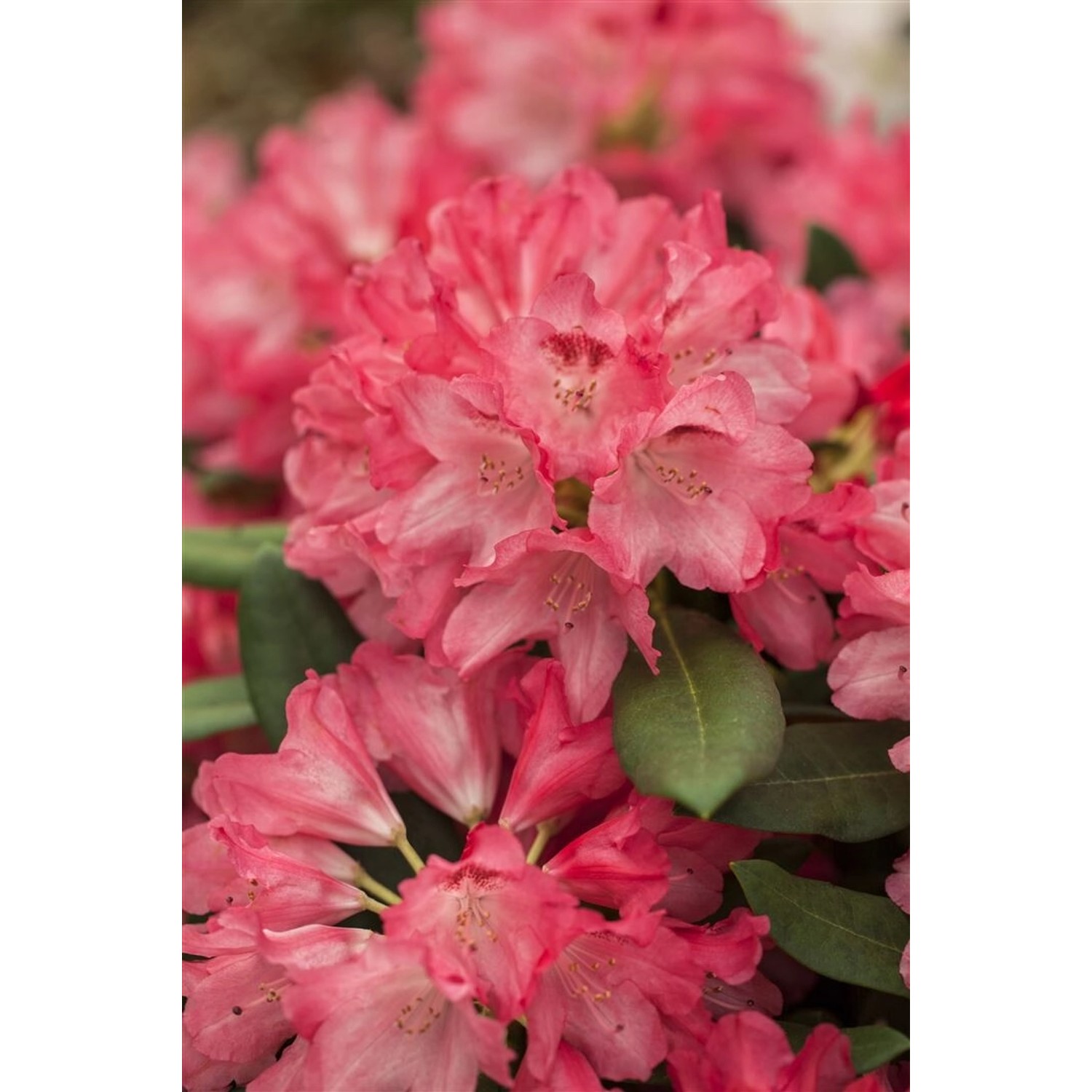 Rhododendron Yakushimanum Sneezy Rosa Blüten 30–40 cm günstig online kaufen