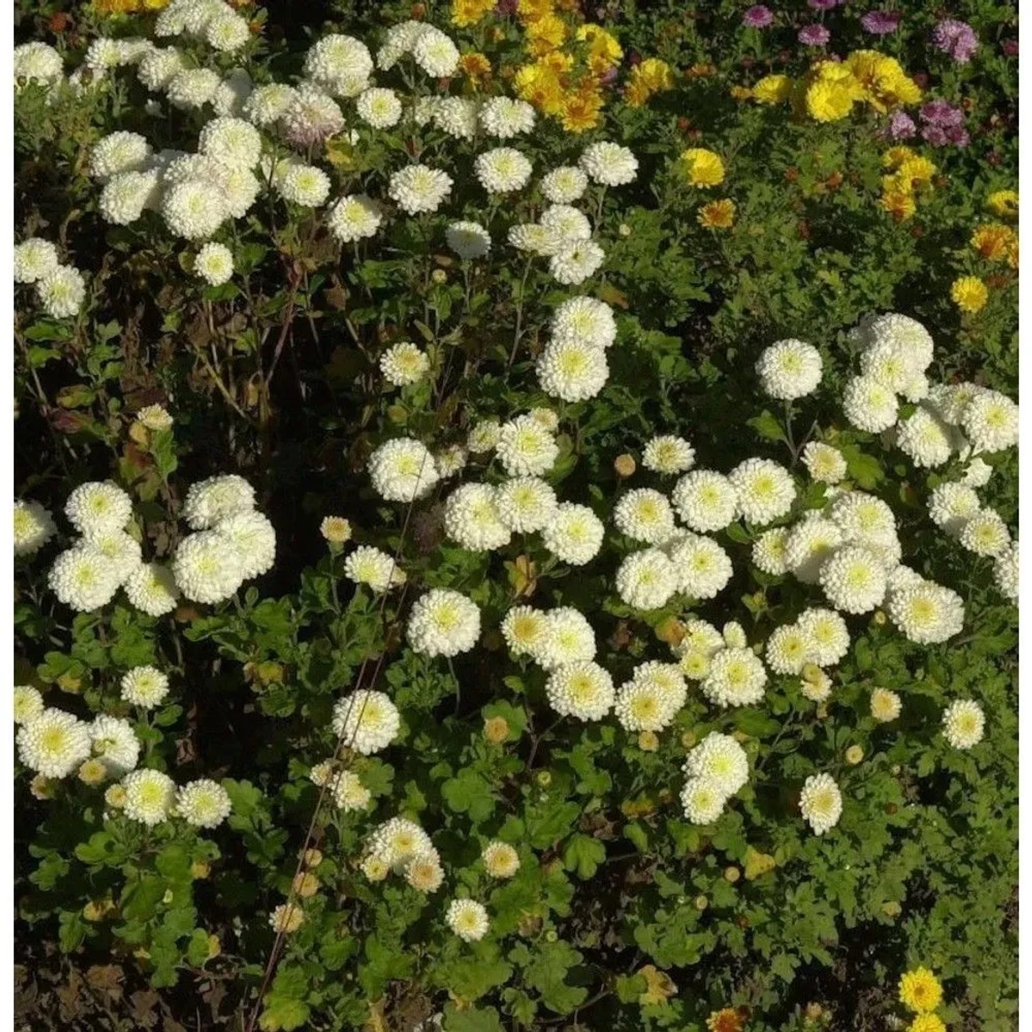 Winteraster White Bouquet - Chrysanthemum hortorum