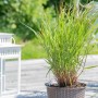 Rutenhirse 'Rehbraun' im Topf, braun-grünes Ziergras für Beet und Kübel.