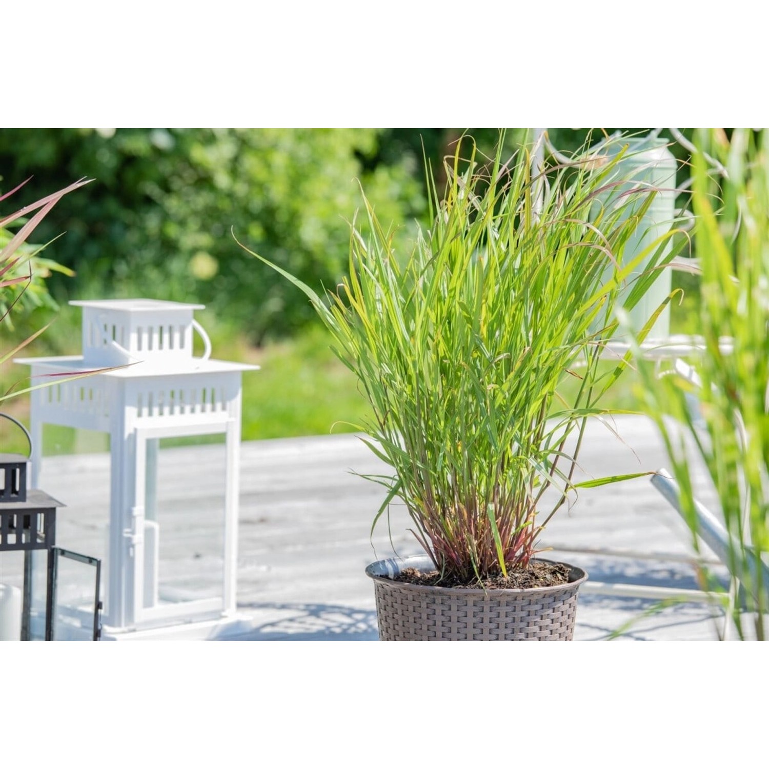 Panicum Virgatum Rehbraun Rutenhirse Braun Ca. 9x9 cm Topf günstig online kaufen
