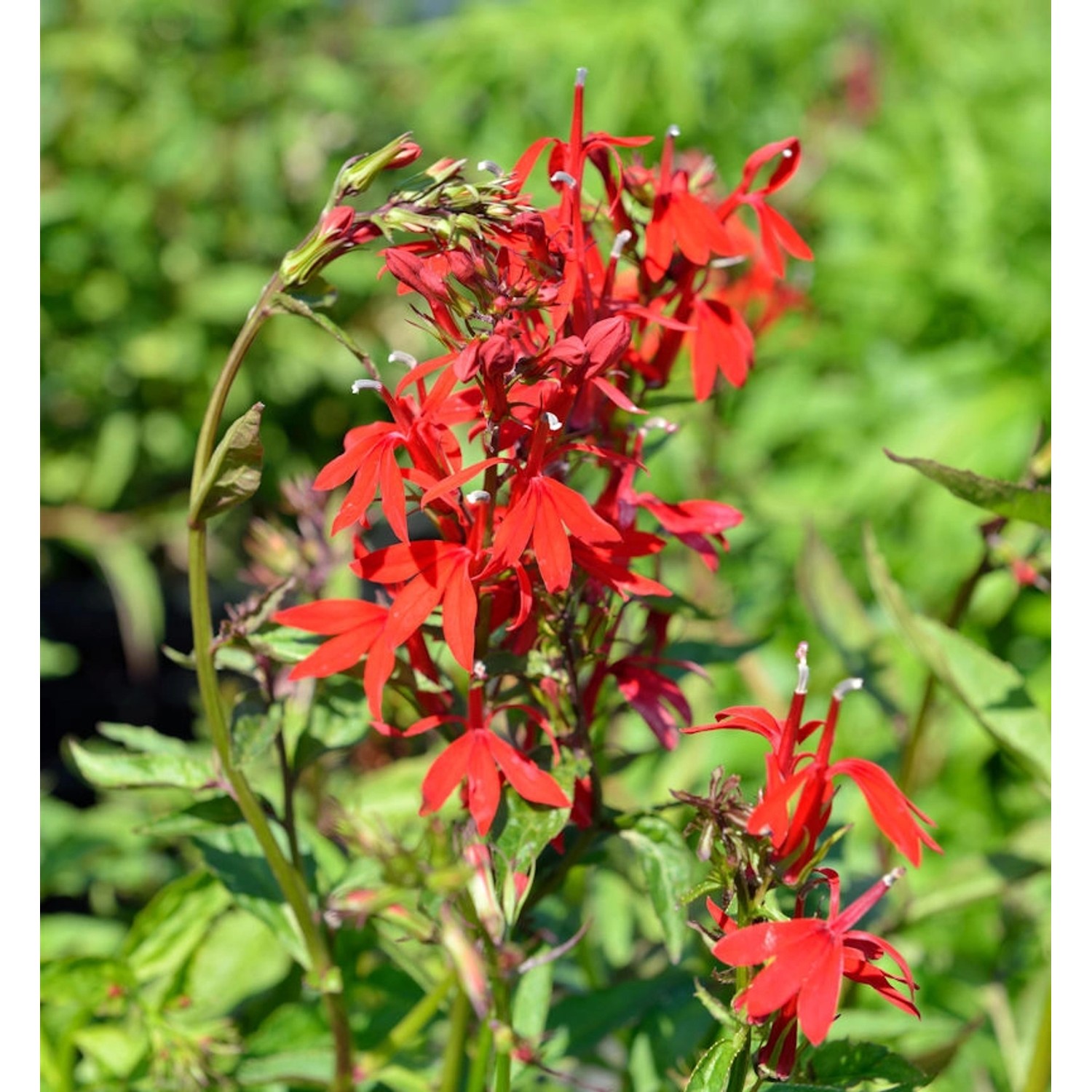 Kardinalslobelie - Lobelia cardinalis günstig online kaufen