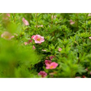 Rosa Fingerstrauch 'Bellissima' mit grünen Blättern und zarten rosa Blüten.