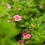 Rosa Fingerstrauch 'Bellissima' mit grünen Blättern und zarten rosa Blüten.